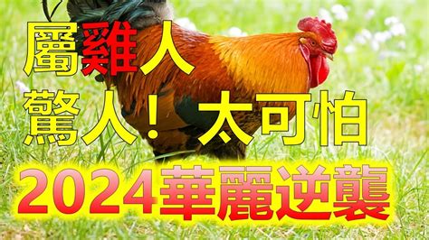 屬雞的人|生肖雞: 性格，愛情，2024運勢，生肖1993，2005，2017